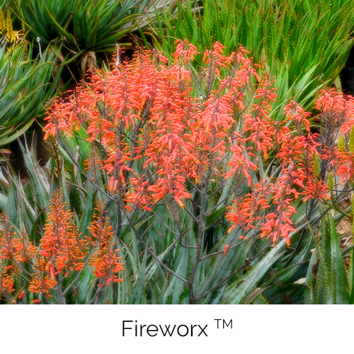Aloe Fireworx